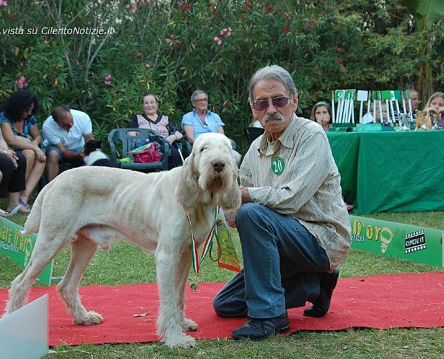 28042014 collare d oro cani 03