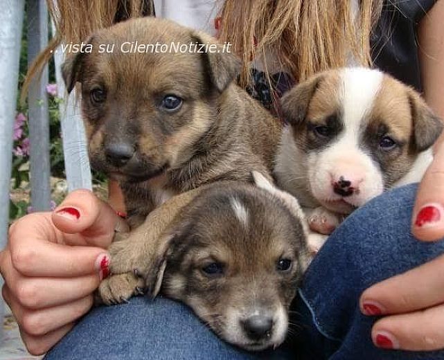 28062015 cuccioli abbandonati cilento