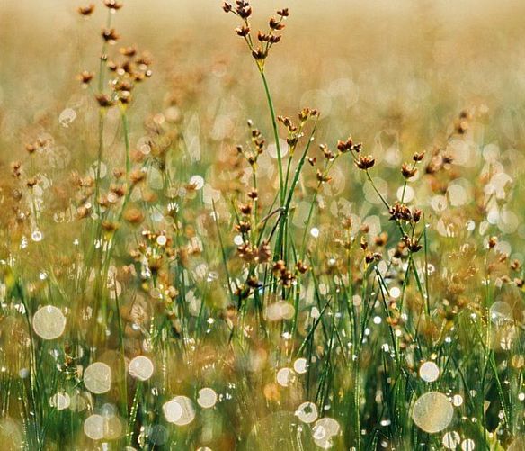 28062020 fiori campo