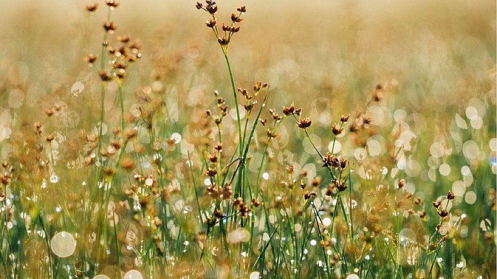 28062020 fiori campo