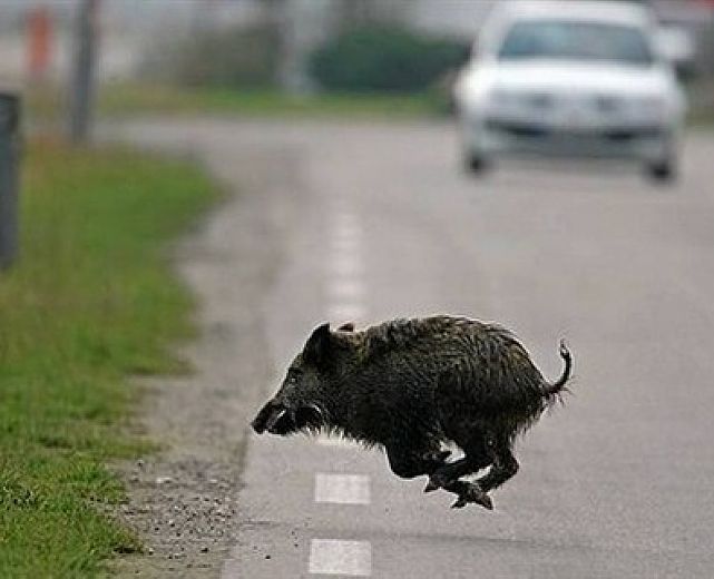 28082015 cinghiale per strada