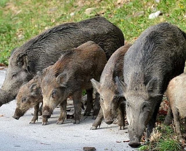 28082015 emergenza cinghiali