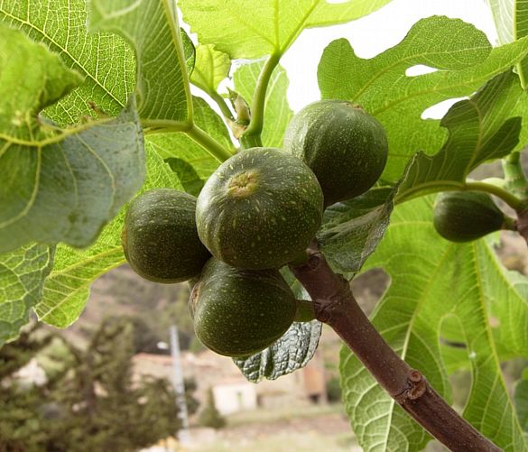 28082017 fichi sull albero