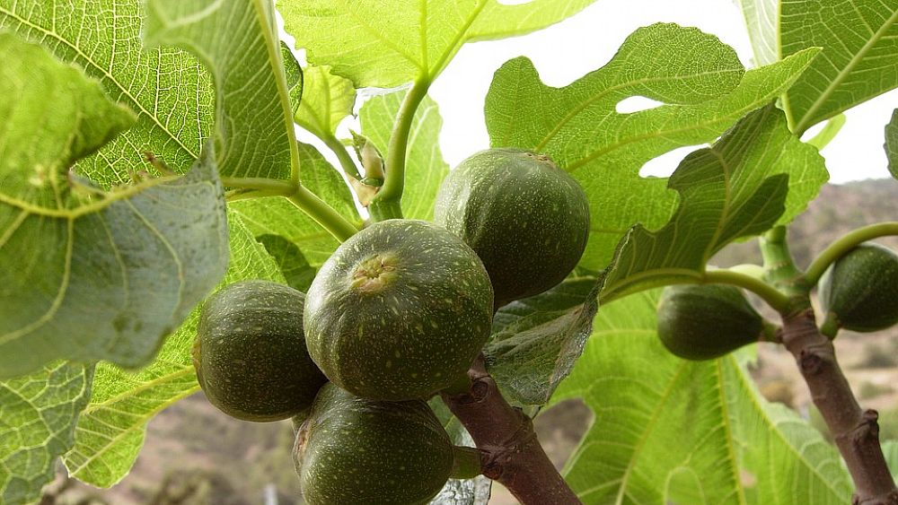 28082017 fichi sull albero