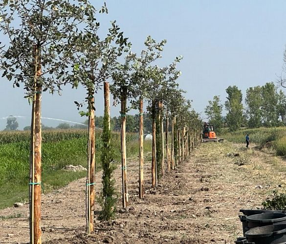 28082023 alberi sele