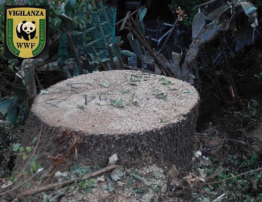 28092015 taglio alla quercia