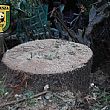 Ambiente foto - 28092015 taglio alla quercia