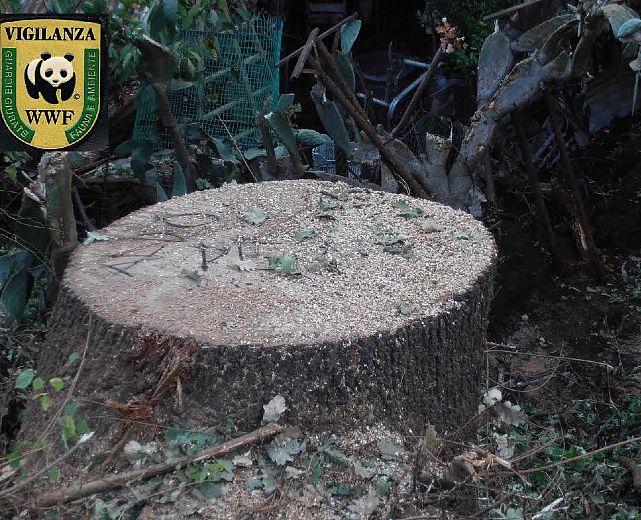 28092015 taglio alla quercia