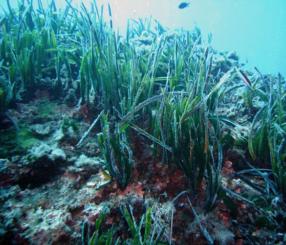 28092016 Posidonia oceanica