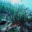 Ambiente foto - 28092016 Posidonia oceanica