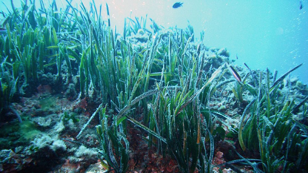 28092016 Posidonia oceanica