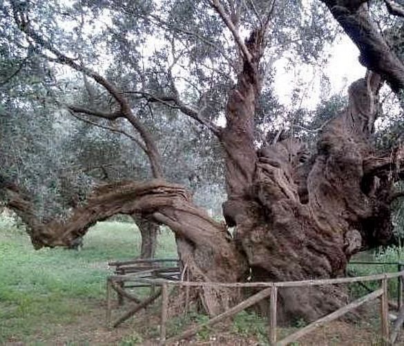 28092018 ulivone capaccio paestum