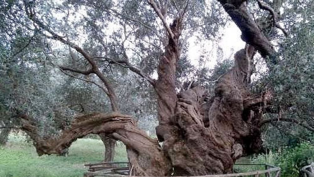 28092018 ulivone capaccio paestum