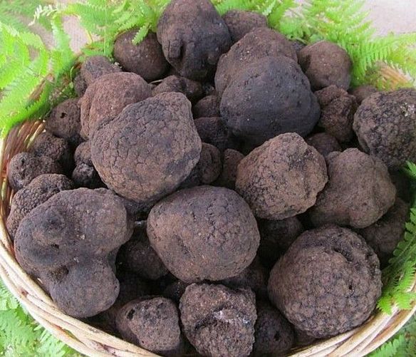 28092021 il tartufo di colliano