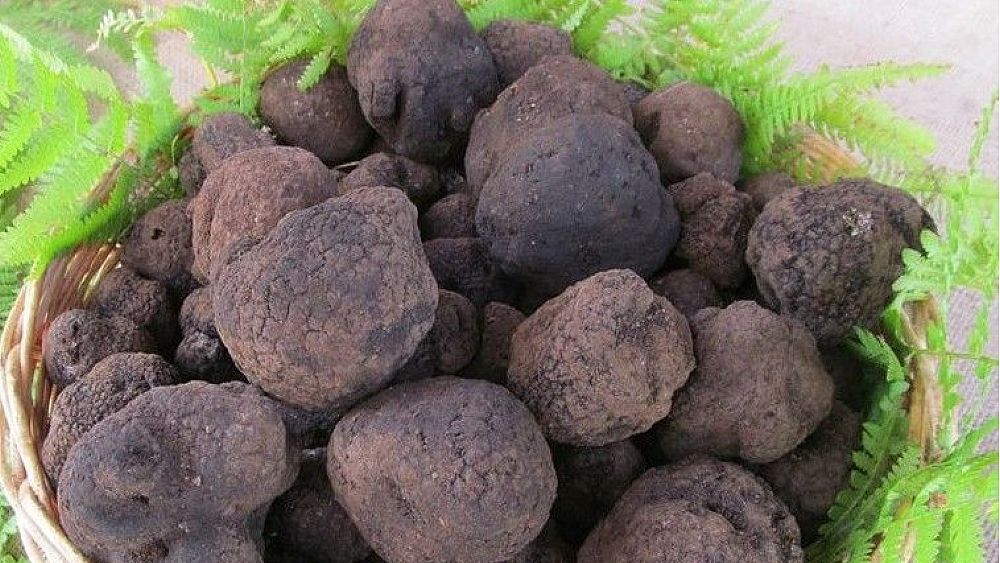 28092021 il tartufo di colliano