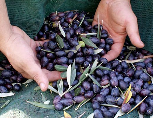 28102013 raccolta olive