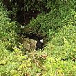 Cronaca foto - 28102015 cane nel dirupo