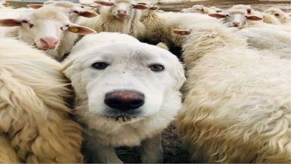 28102025 cane napoleone torchiara