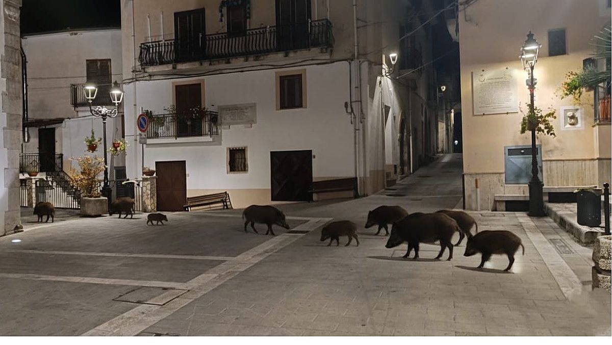 28102025 foto fake cinghiali sacco 28102025 foto fake cinghiali sacco