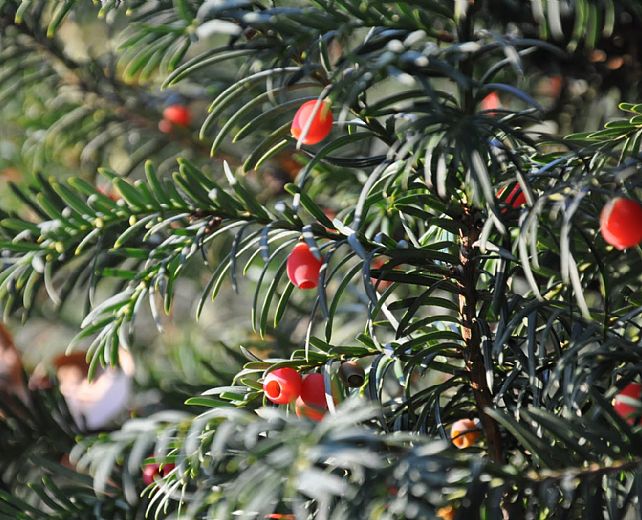 28112013 avvento vallo