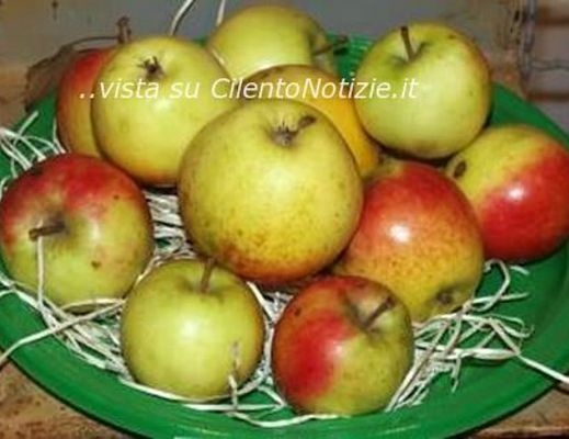 Marisa-Russo foto - 28112013 la signora delle mele