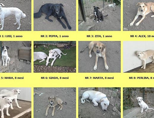 28112014 alcuni cani in adozione