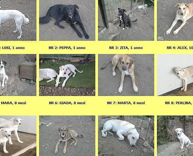 28112014 alcuni cani in adozione