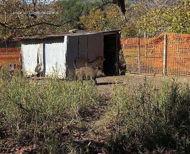 28112014 caccia cinghiali 28112014 caccia cinghiali