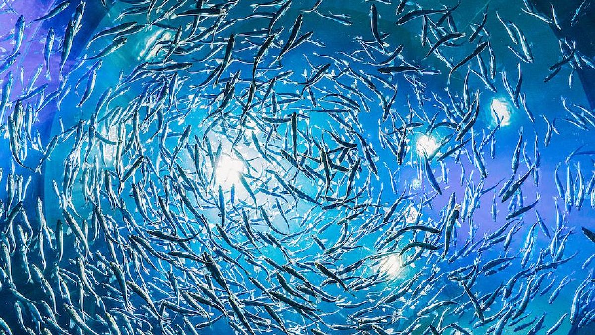 28112023 alici in cerchio ok 28112023 alici in cerchio ok