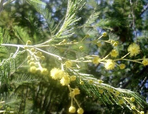 Giuseppe-Conte foto - 28122015 mimose inverno