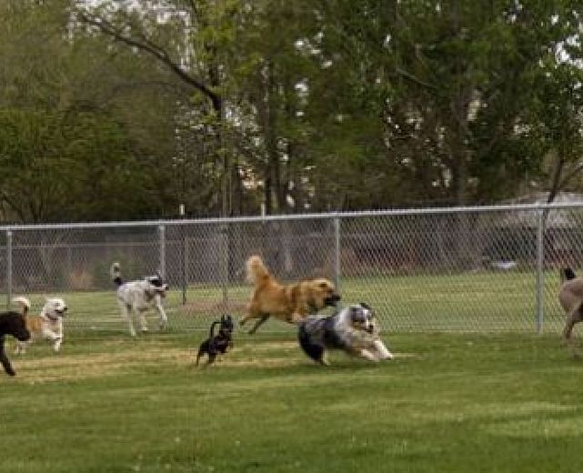 28122015 sgambatura cani