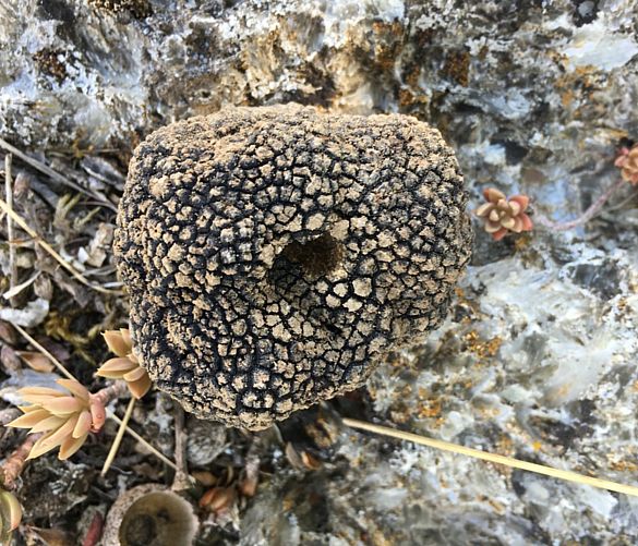 28122018 tartufo