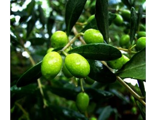 29012014 olio dop olive cilento