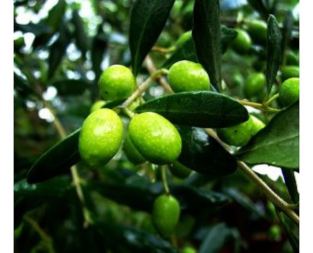 29012014 olio dop olive cilento