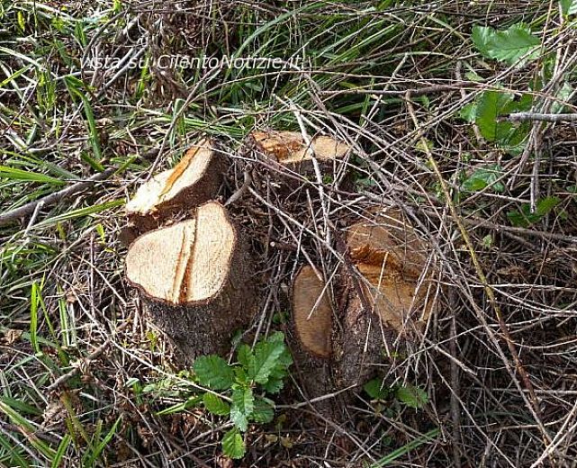 29012014 piante tagliate