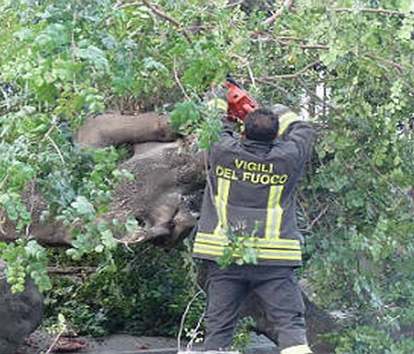 29022016 alberi caduti per forte vento
