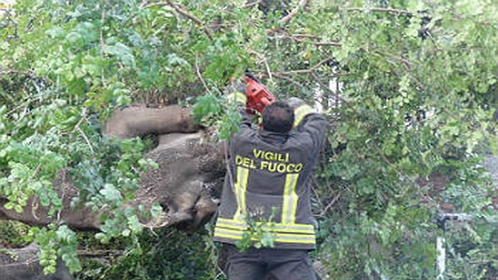 29022016 alberi caduti per forte vento