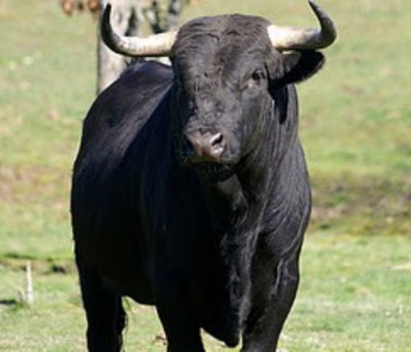 29032016 toro con le corna