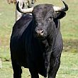 Cronaca foto - 29032016 toro con le corna