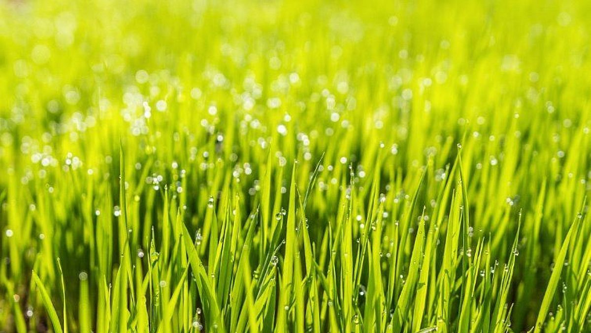 29032024 erba 29032024 erba