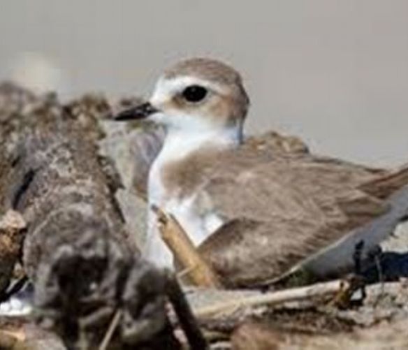 Paolo-Abbate foto - 29042017 uccello fratino spiagge