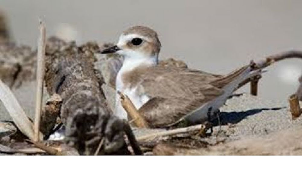 29042017 uccello fratino spiagge 29042017 uccello fratino spiagge