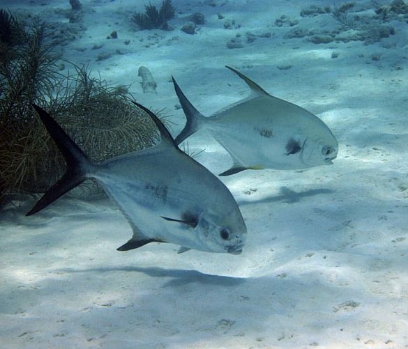 29042019 ecosistema marino