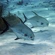 Spettacoli-eventi foto - 29042019 ecosistema marino