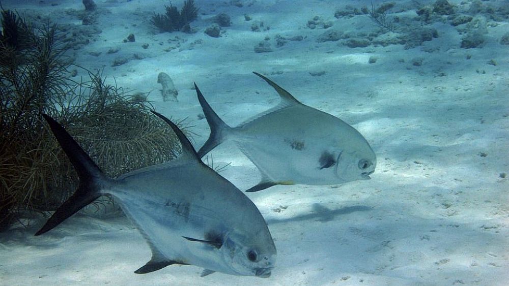 29042019 ecosistema marino