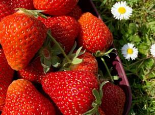 29042026 fragole