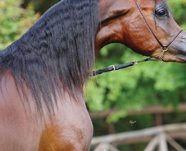 29052015 Arabite Organization