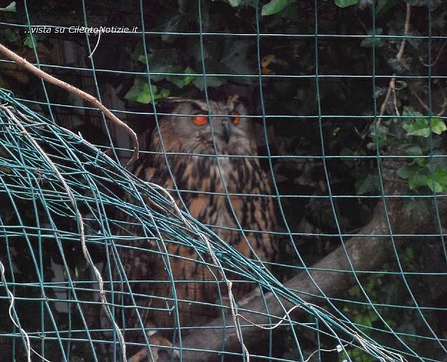 29052015 esemplare di gufo reale