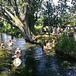 Spettacoli-eventi foto - 29062019 tuffo nel rio santa marina 1