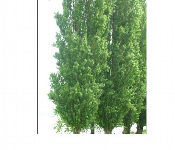 Marisa-Russo foto - 29062021 pioppi